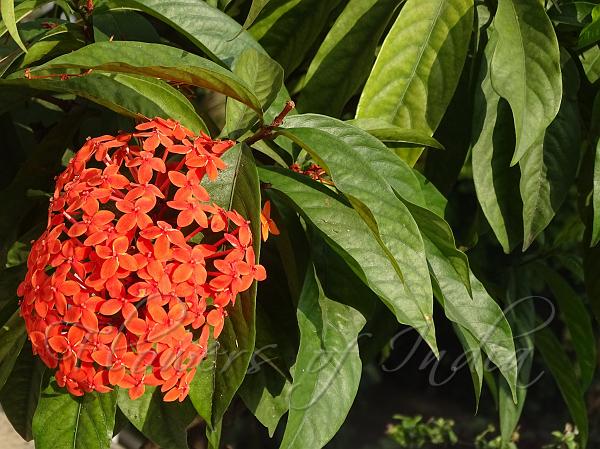 Long-Leaf Ixora