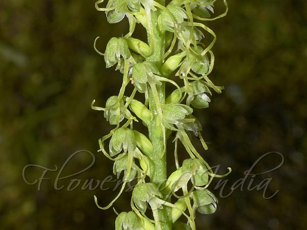 Long-Lobed Herminium