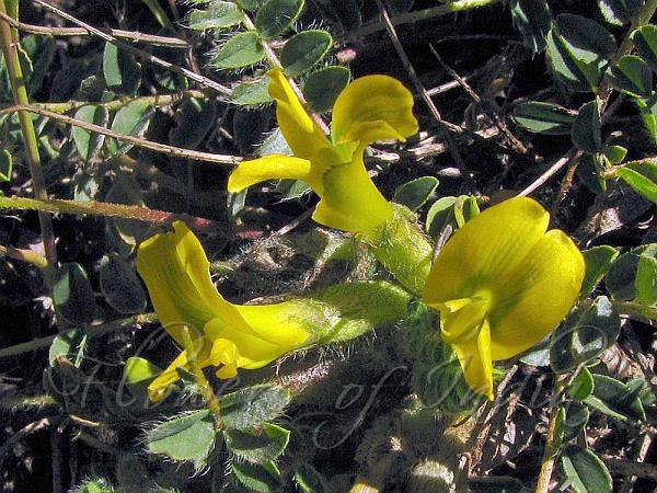 Long-Petal Milk-Vetch