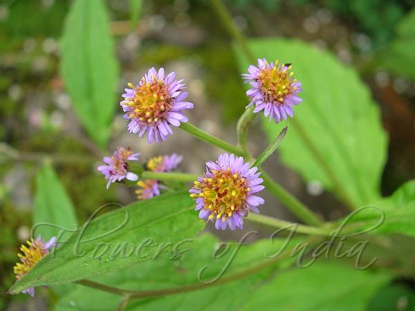 Long-Petal Myriactis