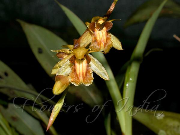 Long-Stalk Coelogyne