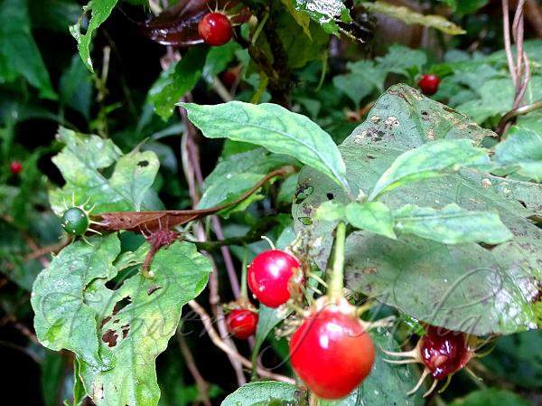 Long-Teeth Nightshade