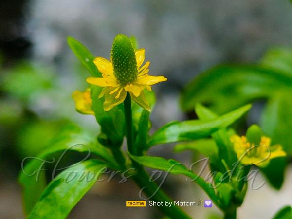 Longfruit Chinese Buttercup