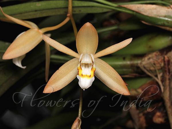 Loose Coelogyne