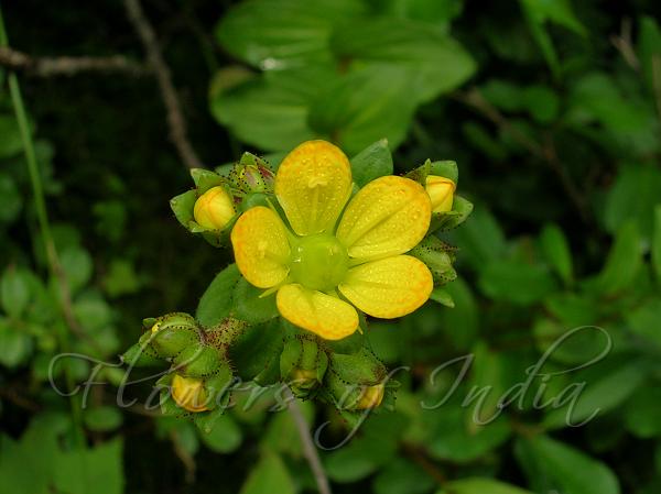 Loosestrife Saxifrage