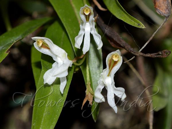 Low-Lying Coelogyne