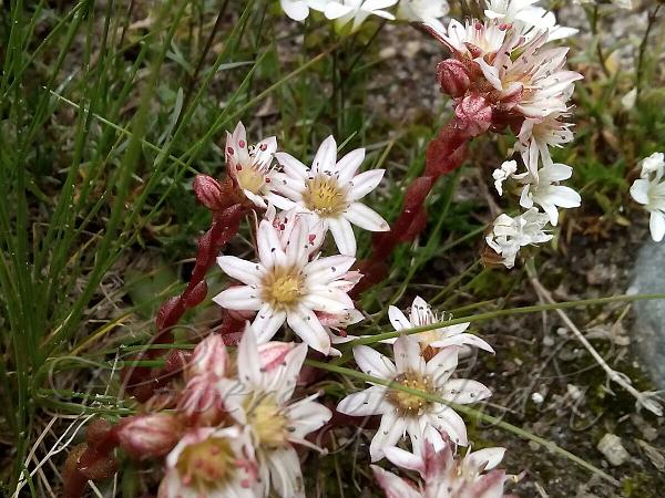 Lower Mountain Sedum