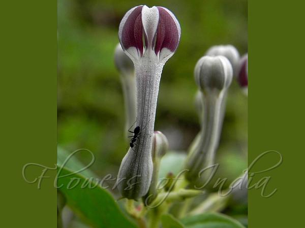Maharashtra Ceropegia