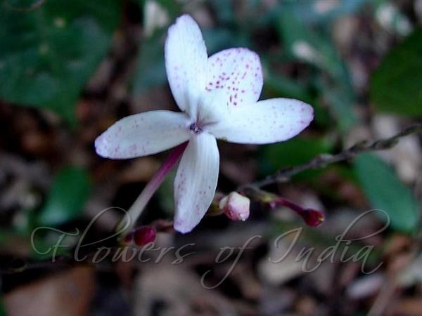 Malabar False Eranthemum