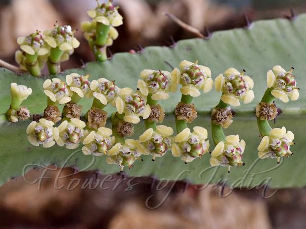Malabar Spurge Tree
