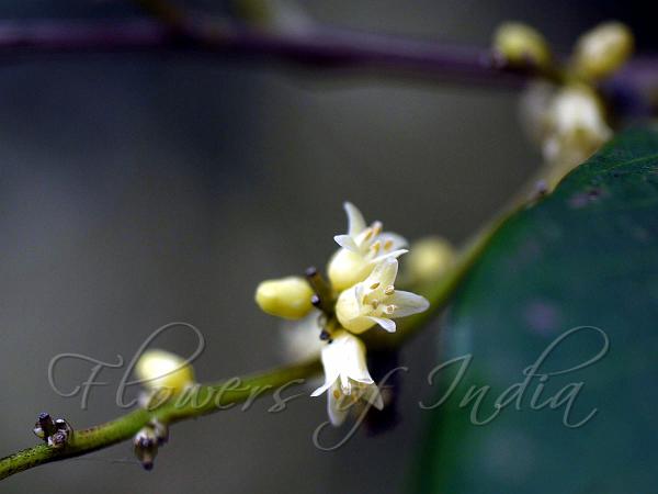 Malabar Top-Fruit Tree