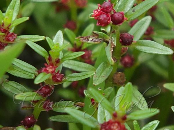 Rotala malampuzhensis - Malampurha Rotala