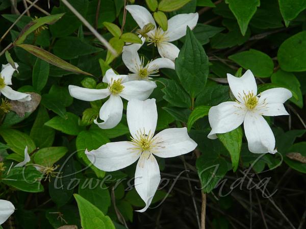 Manipur Clematis