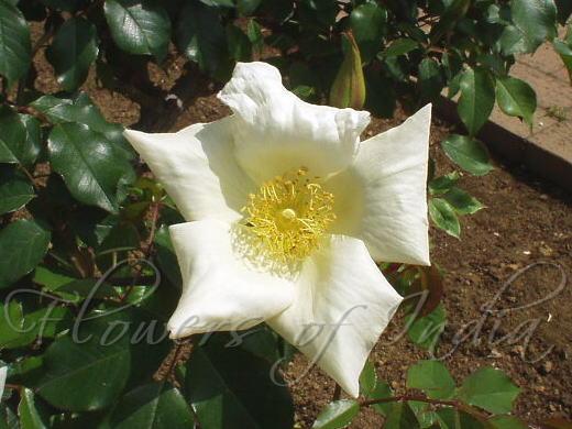 Manipur Wild-Tea Rose