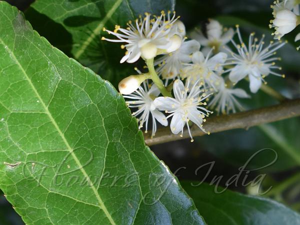 Many-Branched Sapphire Berry