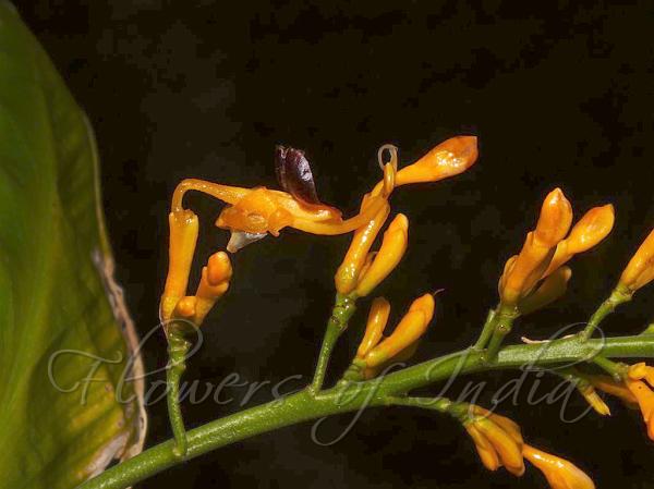 Many-Flowered Swan Flower