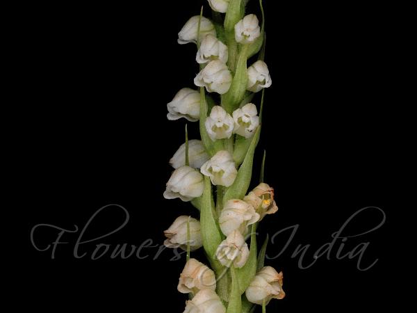 Margined Rattlesnake Plantain