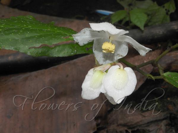Medog Begonia