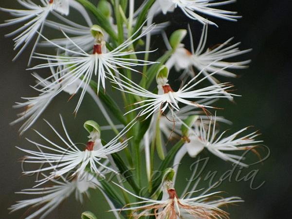 Medusa Habenaria
