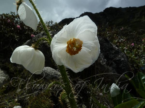 Merak White Poppy