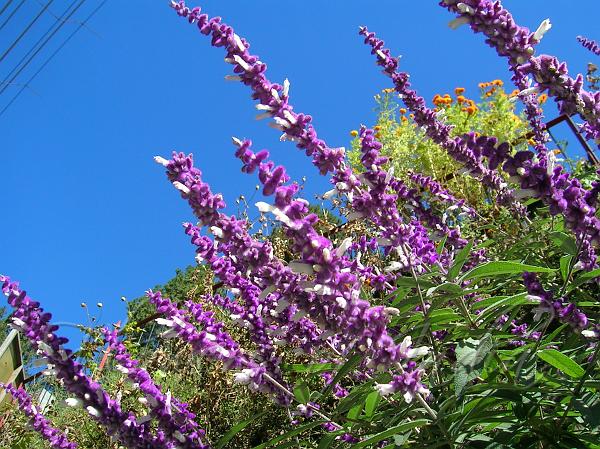 Salvia leucantha - Mexican Bush Sage