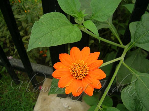 Mexican Sunflower