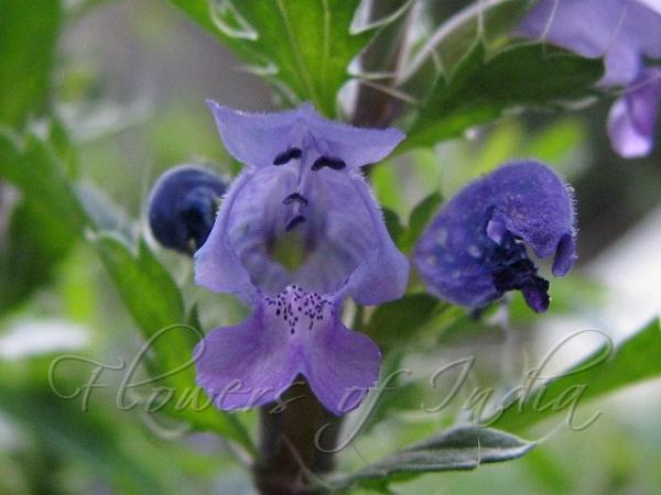 Moldavian Dragonhead