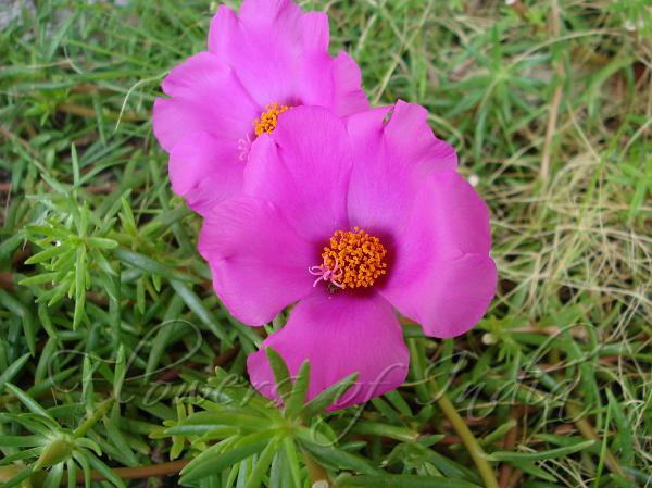 Moss Rose