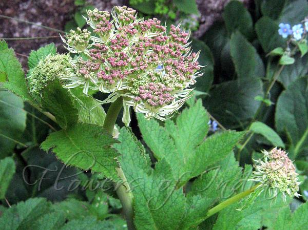 Mountain Angelica