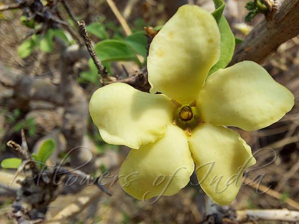 Mountain Gardenia