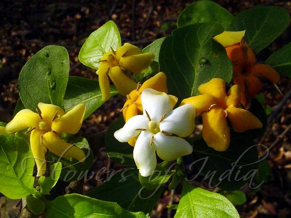 Mountain Pomegranate