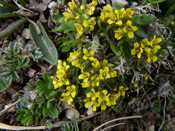 Mountain Whitlow Grass