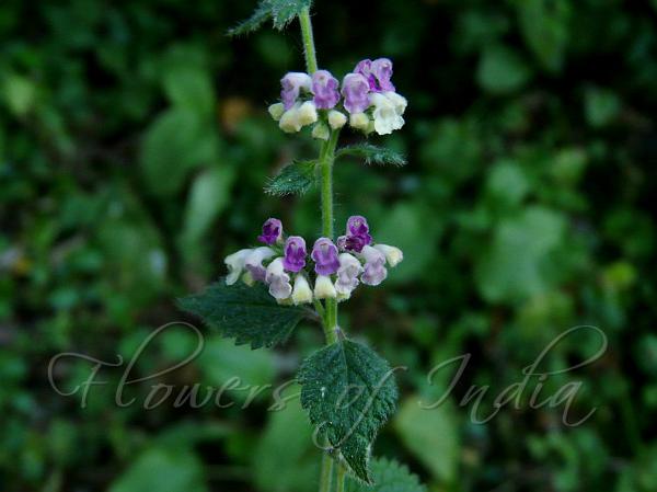 Multicolored Catmint