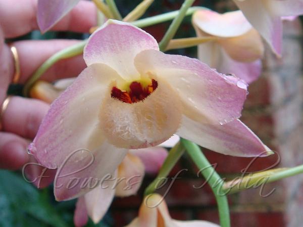 Musk Dendrobium