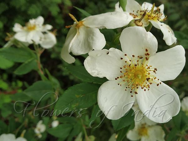 Musk Rose
