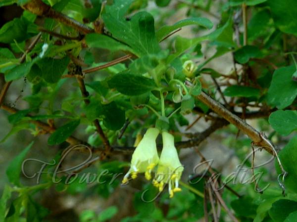 Narrow-Flowered Honeysuckle