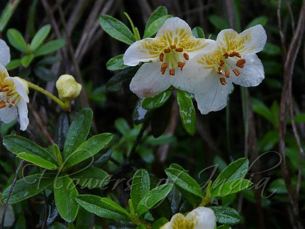 Narrow-Fruit Rhododendron