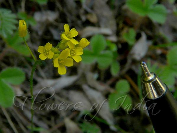 Narrow-Fruit Whitlow Grass