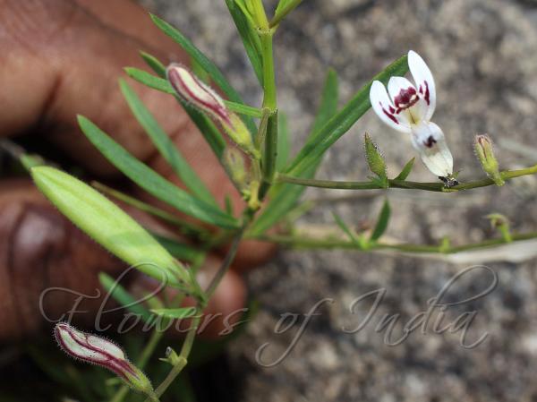 Narrow-Leaf Chiretta