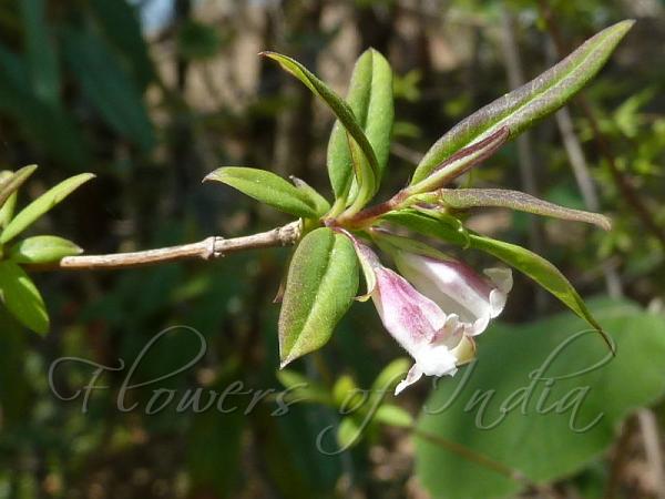 Narrow-Leaf Honeysuckle