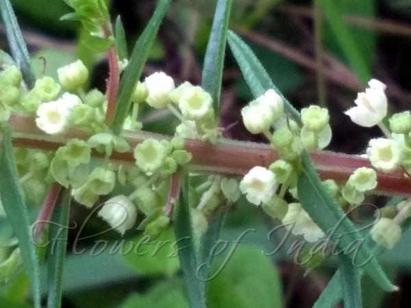 Narrow-Leaf Pouzolz's Bush