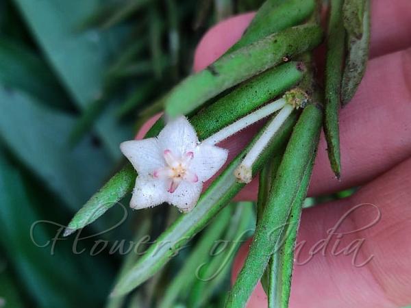 Narrow-Leaf Wax Flower