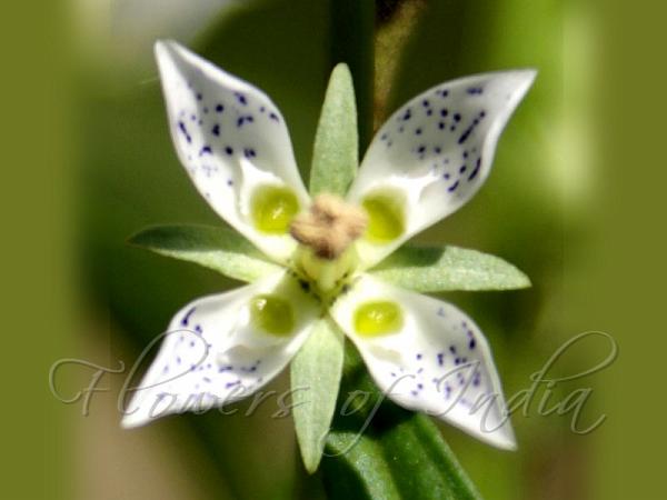 Narrow-Leaved Swertia