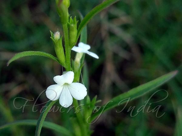 Narrow-Leaved Witchweed