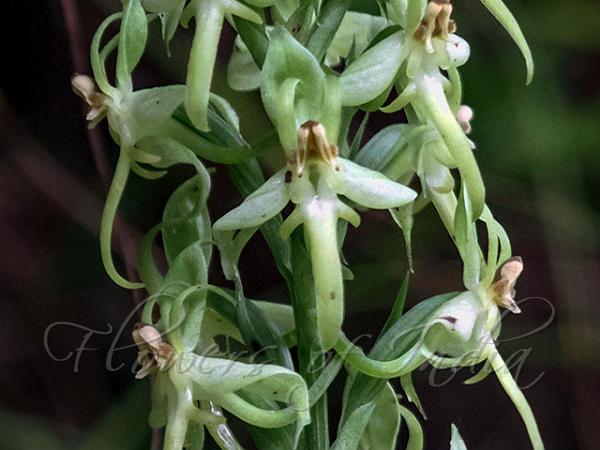 Narrow-Petal Habenaria