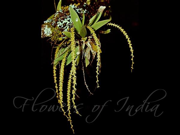 Narrow-Spike Oberonia