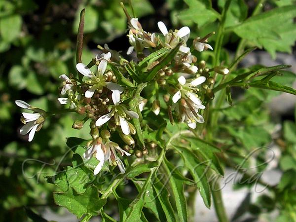 Narrowleaf Bittercress