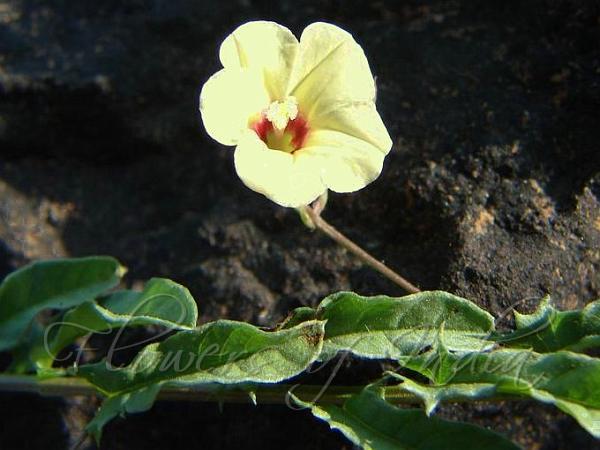 Narrowleaf Morning Glory