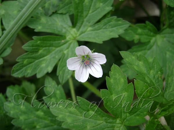 Nepal Geranium