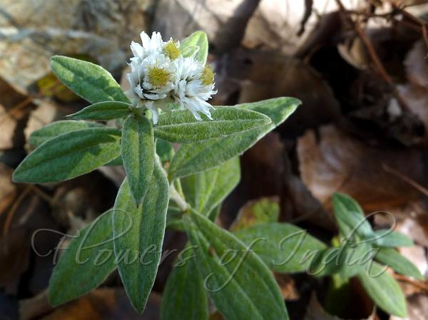Nepal Pearly Everlasting